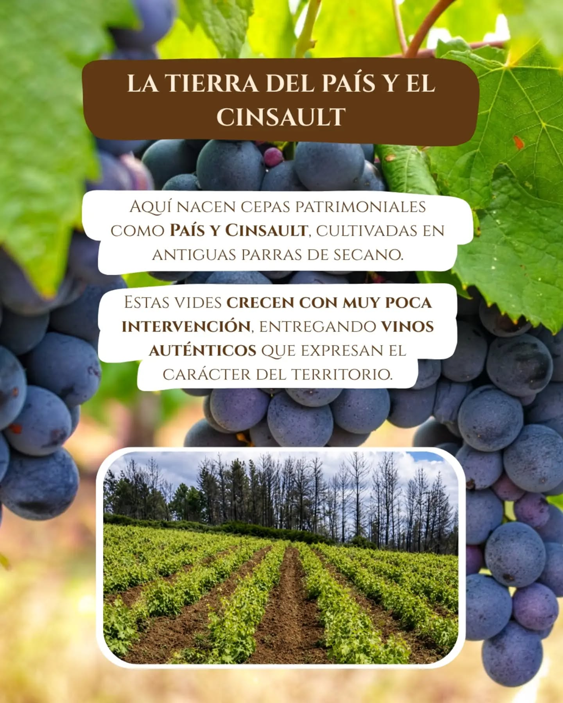 Viñedos patrimoniales del Itata